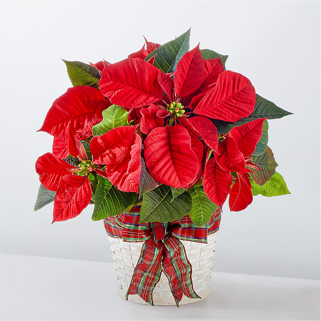 Happiest Holidays Poinsettia – Barbur Floral Shop, Geneva NE