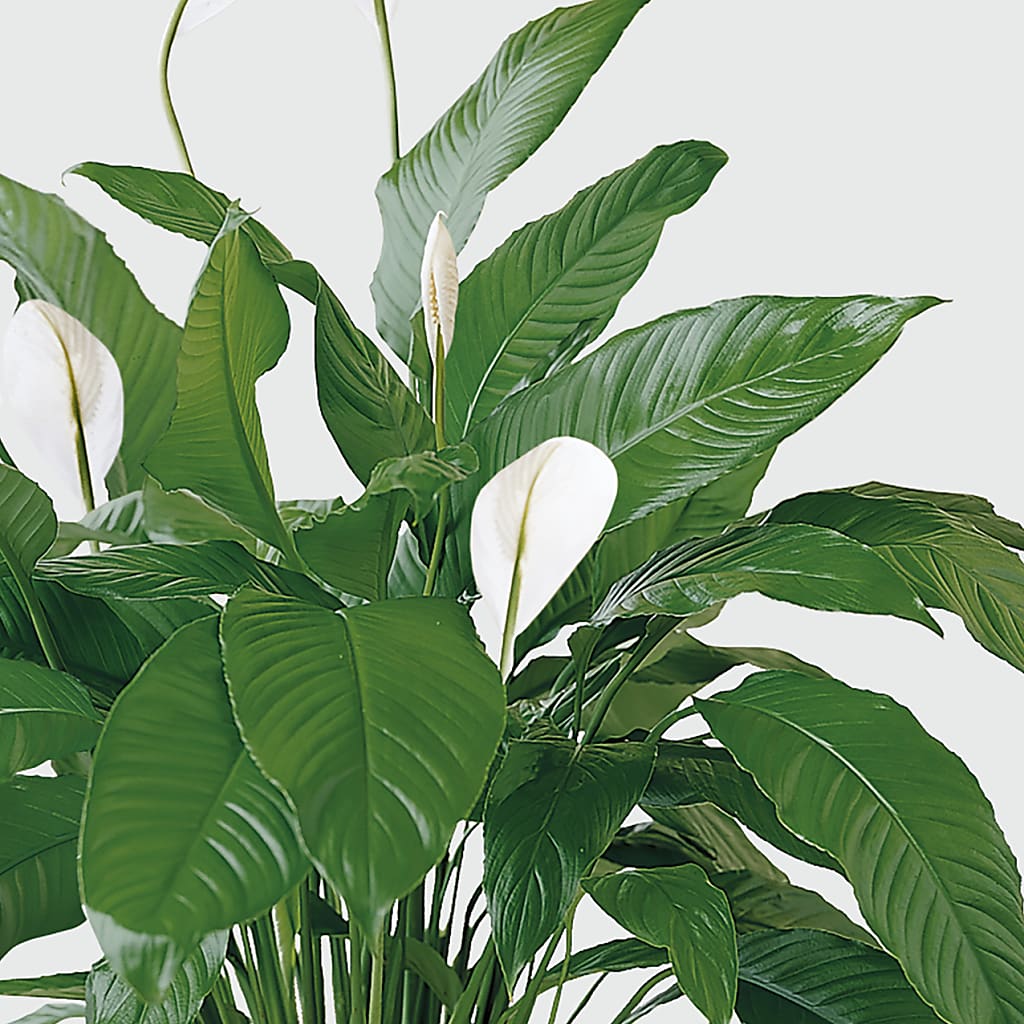 Tranquil Moments Peace Lily Plant – Barbur Floral Shop, Geneva NE
