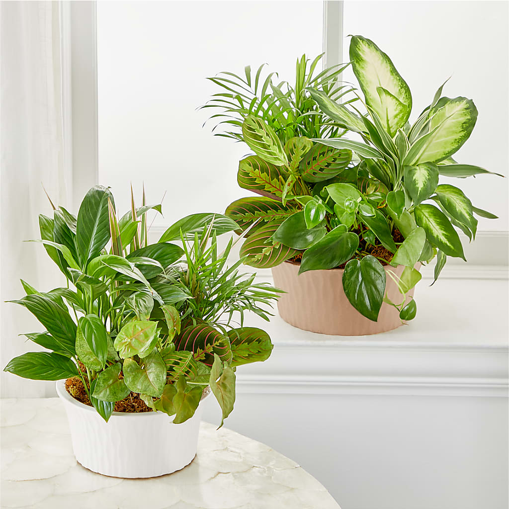 Balance & Harmony Dishgarden – Barbur Floral Shop, Geneva NE