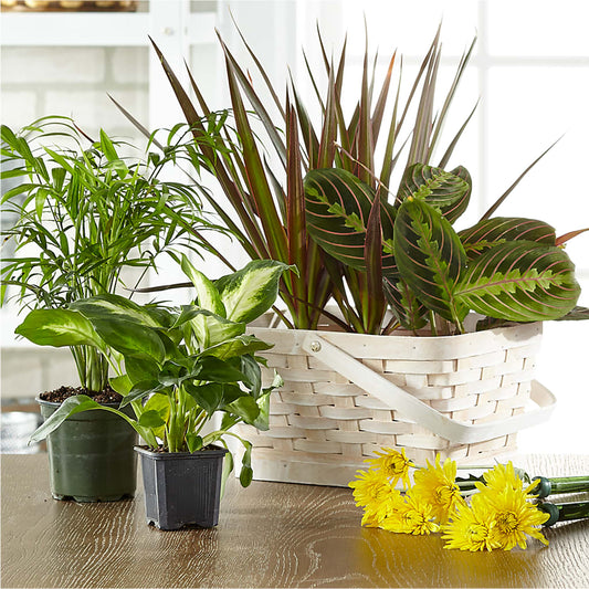 Florist Designed Blooming and Green Plants in a Basket –  Barbur Floral Shop, Geneva NE