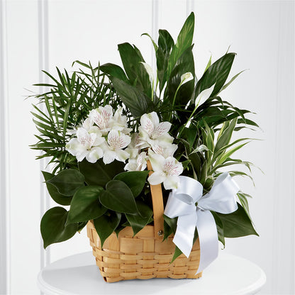 Peace & Serenity Dishgarden –  Barbur Floral Shop, Geneva NE