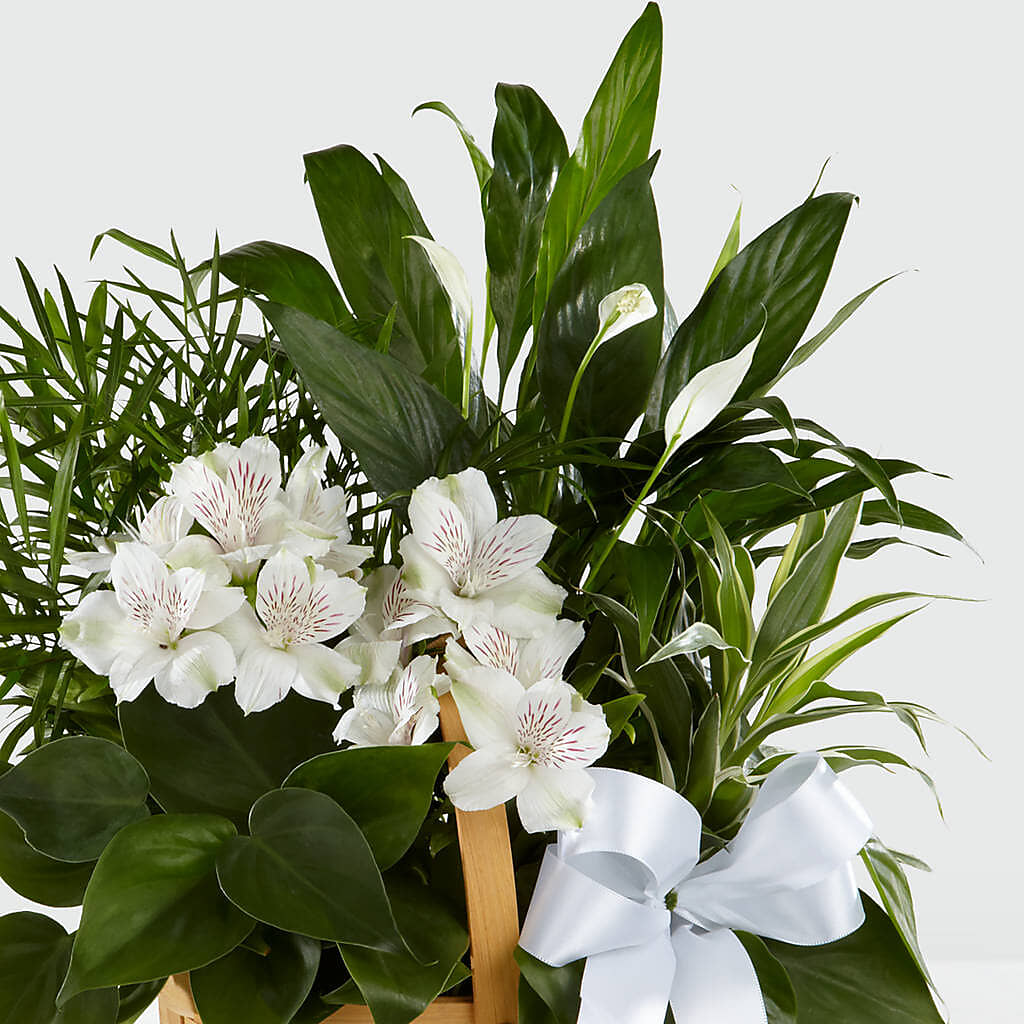 Peace & Serenity Dishgarden –  Barbur Floral Shop, Geneva NE