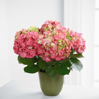 Pink Hydrangea Planter –  Barbur Floral Shop, Geneva NE