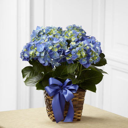 Blue Hydrangea Planter –  Barbur Floral Shop, Geneva NE