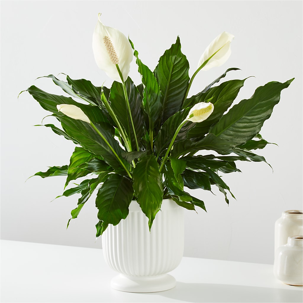 Comfort Planter –  Barbur Floral Shop, Geneva NE