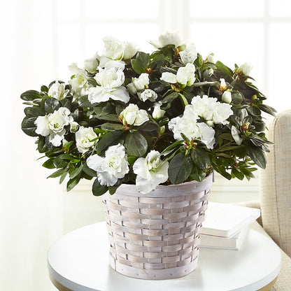 White Azalea Plant –  Barbur Floral Shop, Geneva NE