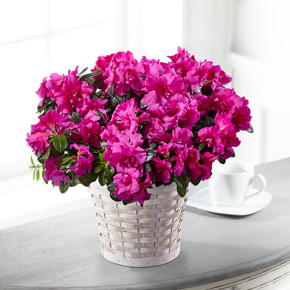 Hope & Serenity Azalea Plant –  Barbur Floral Shop, Geneva NE
