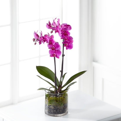 Pink Orchid Plant –  Barbur Floral Shop, Geneva NE