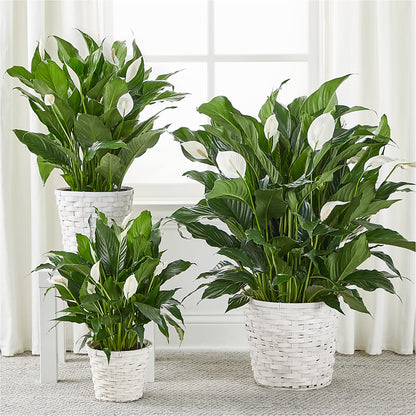 A New Leaf Peace Lily –  Barbur Floral Shop, Geneva NE