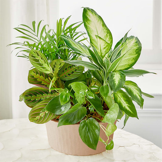 Balance & Harmony Dishgarden –  Barbur Floral Shop, Geneva NE