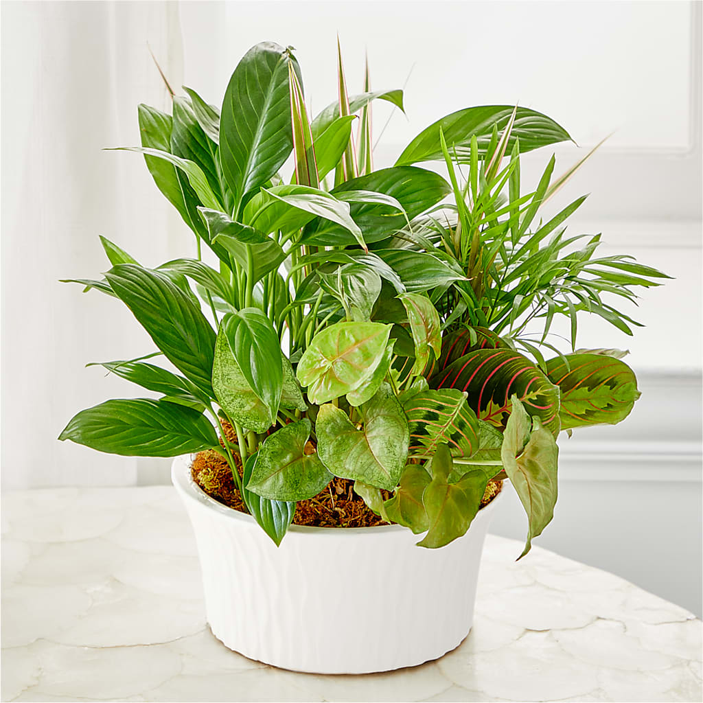 Balance & Harmony Dishgarden –  Barbur Floral Shop, Geneva NE