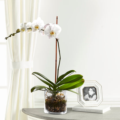 White Orchid Planter –  Barbur Floral Shop, Geneva NE